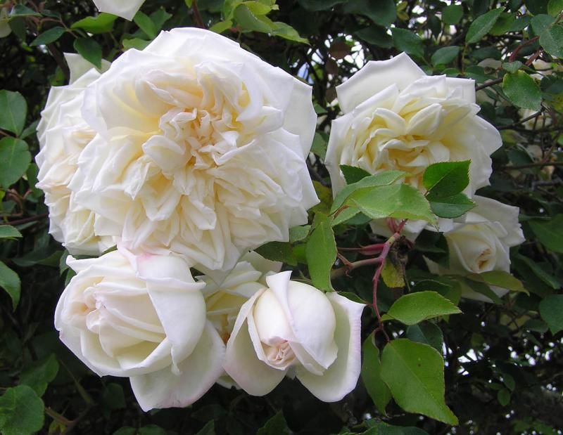  photo JESSEHILDRETH3FORSJB-HRGSML_zps6443cb32.jpg